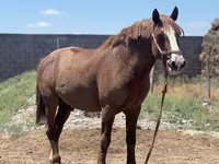 Caballo, Kazakh horse — foto 4