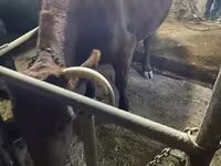 母牛, Swiss cattle — 照片 2