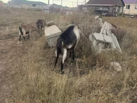बकरा, Alpine goat — फ़ोटो 4