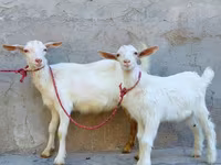 Cabra, Saanen goat — foto 4