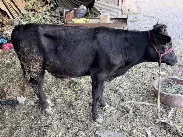 Toro, Aberdeen-Angus