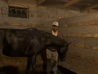 公马, Russian warmblood — 照片 4