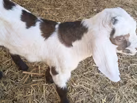 Ziegenbock, Nubian Goat — Foto 1