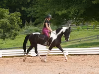 Hengst, Friesian — Foto 8