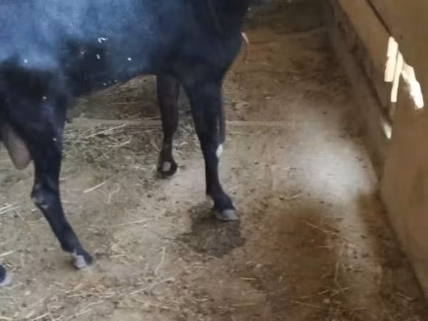 बकरी, Alpine goat