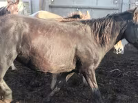 فرس, Kustanai horse — الصورة 1