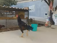 Shamo chickens — photo 2