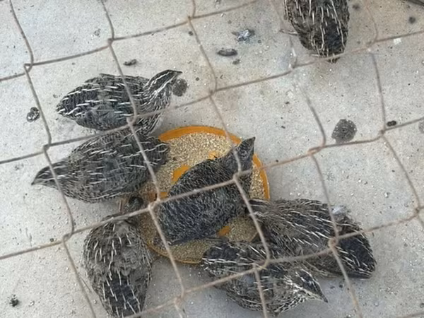 Японский