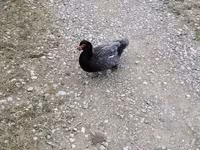 Domestic Muscovy — photo 1
