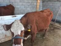 母牛, Latvian Blue cattle — 照片 2