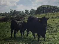 母牛, Swiss cattle — 照片 1
