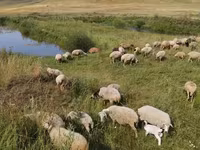 Sheep, Balbas sheep — photo 3