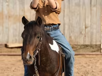 Horse (M), Pinto horses — photo 7