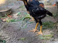 Gallo de pelea de fosa australiano — foto 3
