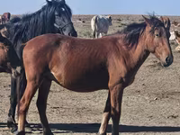 Caballo, Kazakh horse — foto 3