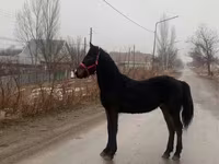 公马, Friesian — 照片 2