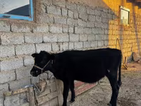 ثور, الماشية — الصورة 5