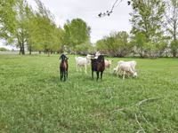 Goat, Saanen goat — photo 5