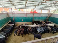 Carnero, Ovejas — foto 1