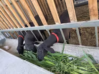 Carnero, Hissar sheep — foto 1