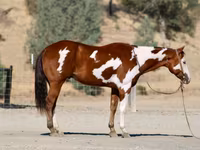 حصان, American paint horse — الصورة 8