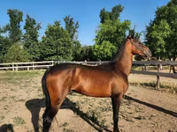 公马, Akhal-Teke — 照片 3
