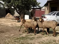 公羊, Sheep — 照片 1