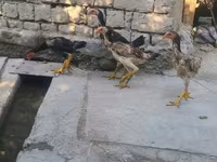 Chickens — الصورة 2