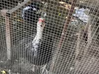 Ducks — Foto 4
