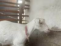 Cabra, Cabras — foto 2