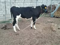 Vaca, Russian Black pied cattle — foto 1