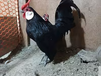 मिनोरका — फ़ोटो 2