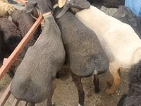 أغنام (دفعة، الجنس غير محدد), Edilbay sheep — الصورة 3