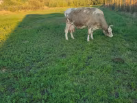 Kuh, Kaste Kuh — Foto 2