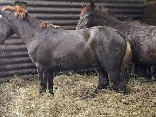 Horse (M), Horses