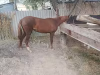 فرس, Kyrgyz Horse — الصورة 3