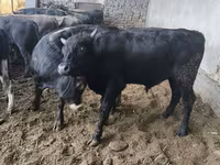 Bull, Karaku — photo 7