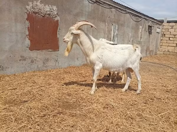 Козёл, Зааненская коза