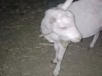 Ziegenbock, Saanen goat — Foto 2