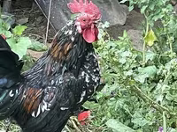 Japanisches Bantam — Foto 8
