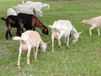 Goat, Saanen goat — photo 1