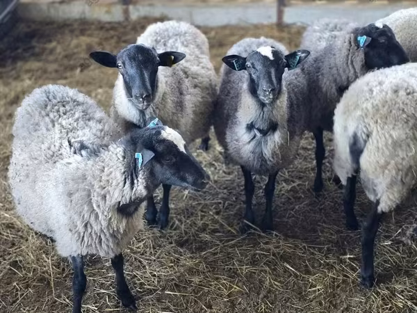 كبش, Romanov sheep