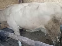 Kuh, Latvian Blue cattle — Foto 7