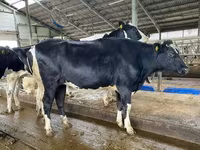 Vaca, Yaroslavl cattle — foto 8