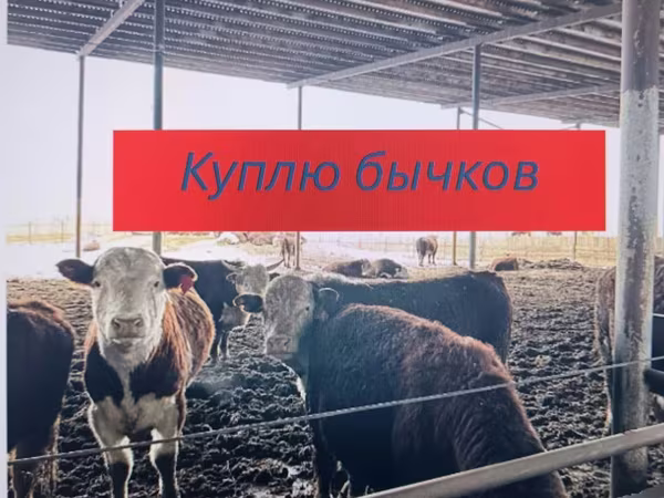 Toro, Swiss cattle