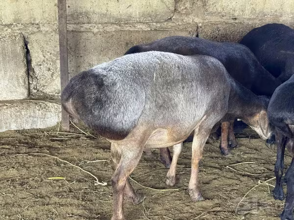 Carnero, Hissar sheep