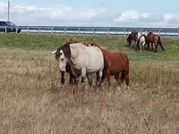Horse (M), Horses — photo 3