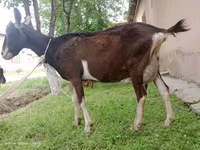 Коза, Альпийская коза — фото 3