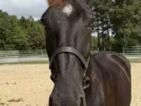 Mare, Percheron — photo 3