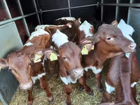 सांड, Simmental cattle — फ़ोटो 2